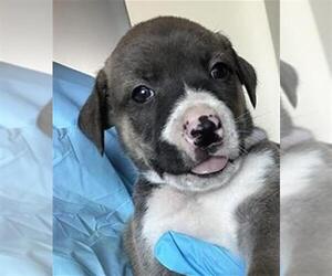 Mutt Dogs for adoption in San Antonio, TX, USA