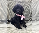 Small Photo #1 Labradoodle Puppy For Sale in COLCHESTER, CT, USA