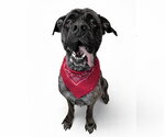 WINSTON - Male Mastiff Dog for Adoption - Small photo