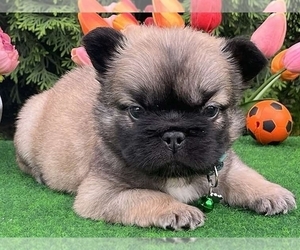 French Bulldog Puppy for sale in BOSTON, MA, USA