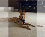 Small #3 Basenji-Border Collie Mix