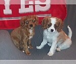 Small Photo #32 Cavalier King Charles Spaniel Puppy For Sale in HOWLAND, OH, USA