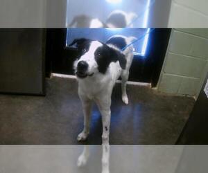 Medium Border Collie Mix