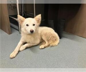 American Eskimo Dog-Unknown Mix Dogs for adoption in Baytown, TX, USA