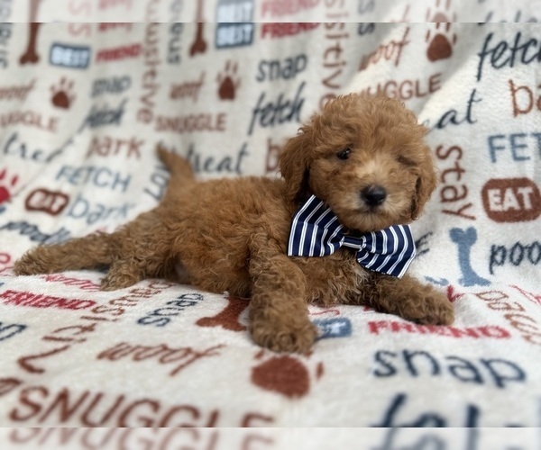 Medium Photo #4 Goldendoodle (Miniature) Puppy For Sale in LAKELAND, FL, USA