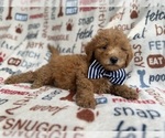 Small #3 Goldendoodle (Miniature)