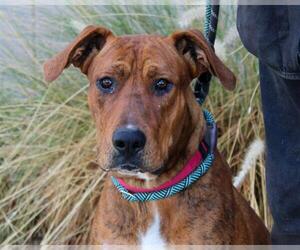American Pit Bull Terrier Dogs for adoption in Martinez, CA, USA