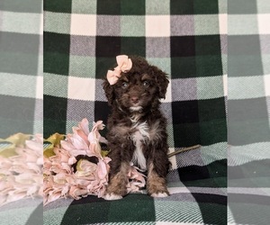 Bernedoodle (Miniature) Puppy for sale in OXFORD, PA, USA