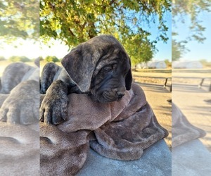 Mastiff Puppy for sale in CHENEY, KS, USA