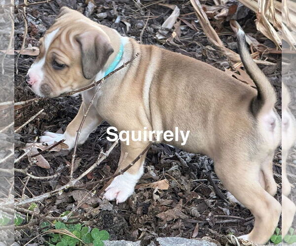 Medium Photo #2 Mutt Puppy For Sale in Holly Springs, NC, USA