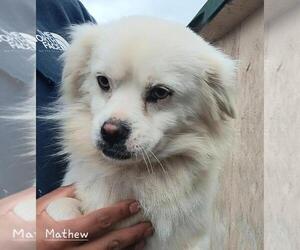 Mathew - Male Cock-A-Tzu Dog for Adoption - Photo #2