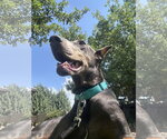 Small #13 Doberman Pinscher