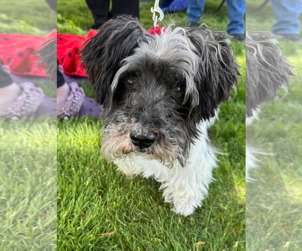 Medium Photo #11 Mutt Puppy For Sale in Boonton, NJ, USA