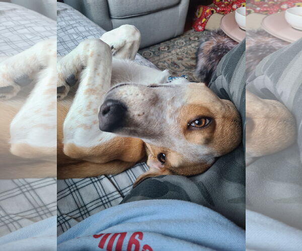 Medium Photo #6 Basenji-Unknown Mix Puppy For Sale in Minneapolis, MN, USA