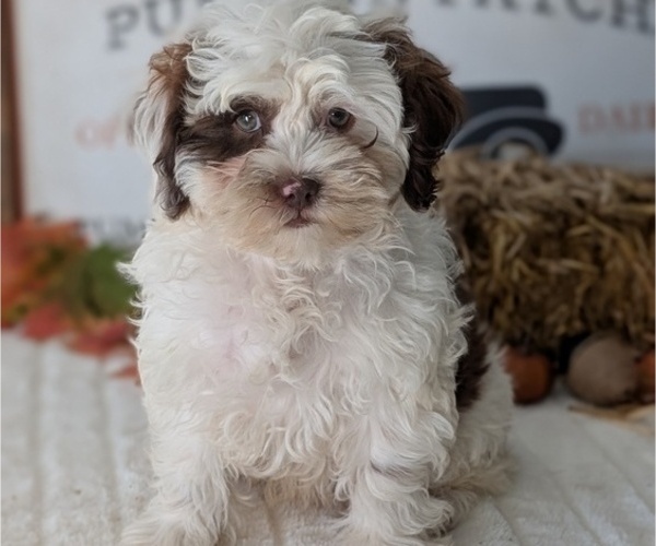 Medium Photo #89 ShihPoo Puppy For Sale in GOSHEN, IN, USA