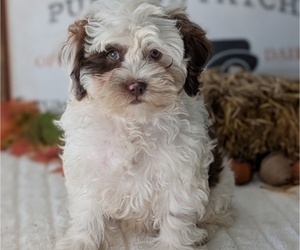 Medium ShihPoo