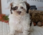 Small Photo #89 ShihPoo Puppy For Sale in GOSHEN, IN, USA