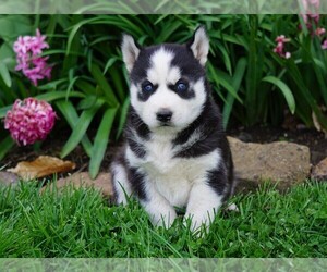 Siberian Husky Puppy for sale in FREDERICKSBG, OH, USA