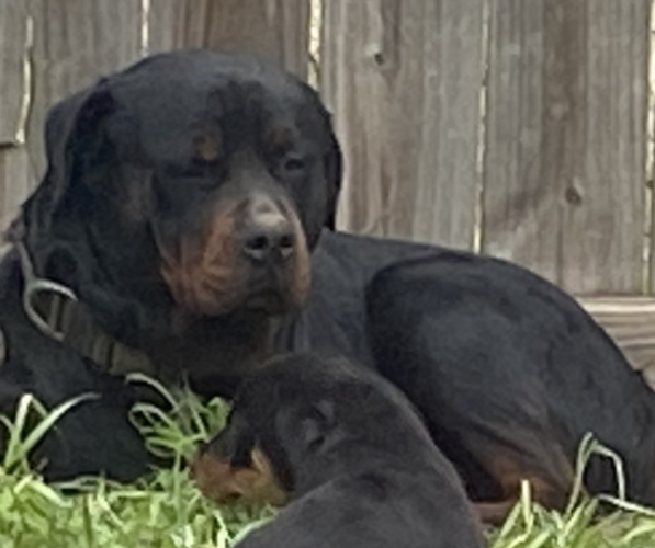 Medium Photo #1 Rottweiler Puppy For Sale in PEARL, MS, USA