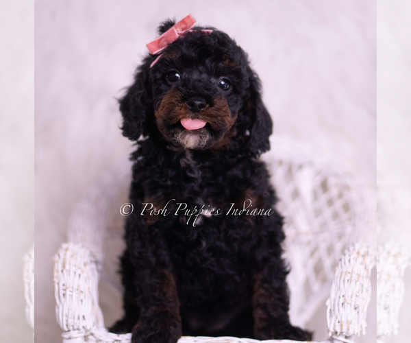 Medium Photo #37 Poodle (Miniature) Puppy For Sale in WARSAW, IN, USA