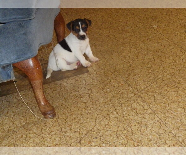 Medium Photo #3 Jack Russell Terrier Puppy For Sale in CINCINNATI, OH, USA