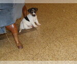 Small #2 Jack Russell Terrier