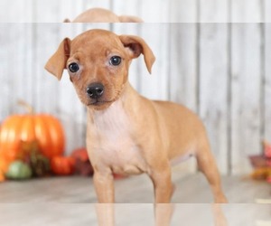 Miniature Pinscher Puppy for sale in MOUNT VERNON, OH, USA