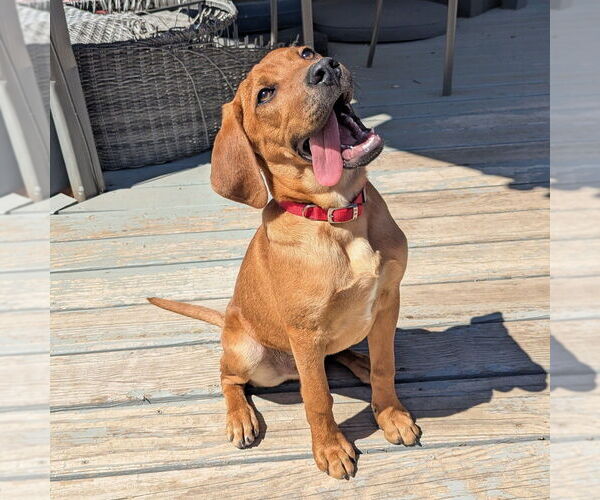 Medium Photo #22 Mutt Puppy For Sale in Vail, AZ, USA