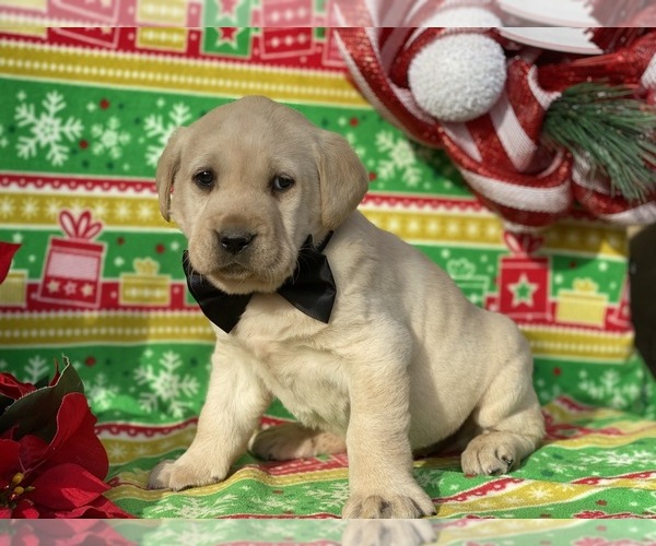 Medium Photo #2 Labrador Retriever Puppy For Sale in LANCASTER, PA, USA