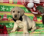 Small #1 Labrador Retriever