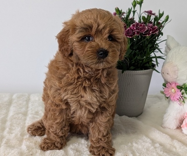 Medium Photo #3 Goldendoodle (Miniature) Puppy For Sale in GOSHEN, IN, USA