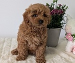 Small #2 Goldendoodle (Miniature)