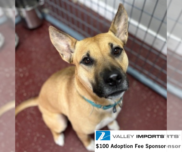 Medium Photo #5 Mutt Puppy For Sale in Fargo, ND, USA