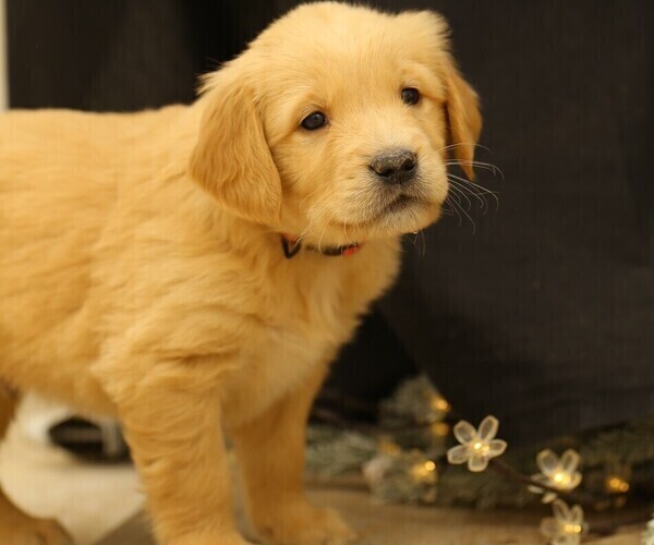 Medium Photo #3 Golden Retriever Puppy For Sale in CAMBRIDGE SPRINGS, PA, USA