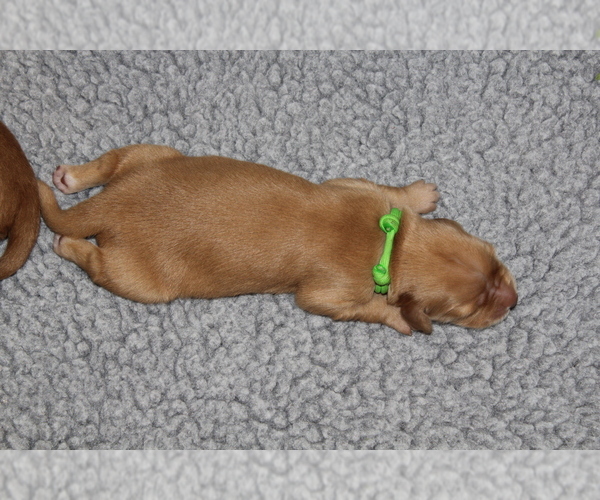 Medium Photo #8 Golden Retriever Puppy For Sale in LOGAN, UT, USA