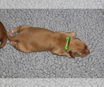 Puppy Kiwi Golden Retriever