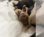 Small Photo #8 Goldendoodle Puppy For Sale in WICHITA, KS, USA