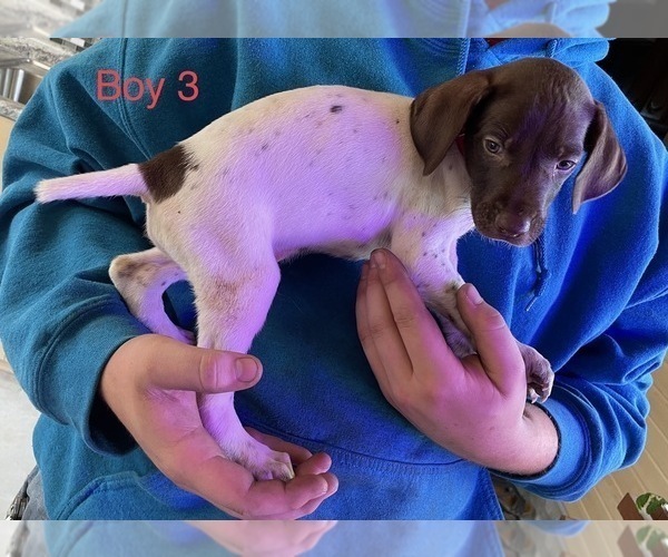 Medium Photo #2 German Shorthaired Pointer Puppy For Sale in AMBOY, MN, USA