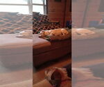 Small #2 Chiweenie