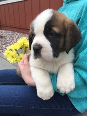 Saint Bernard Puppy for sale in MEDINA, OH, USA