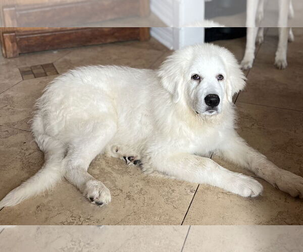 Medium Photo #2 Great Pyrenees Puppy For Sale in Bend, OR, USA