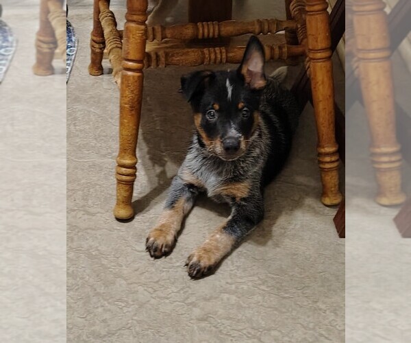Medium Photo #4 Australian Cattle Dog Puppy For Sale in LAURENS, SC, USA