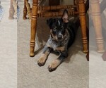 Small #3 Australian Cattle Dog