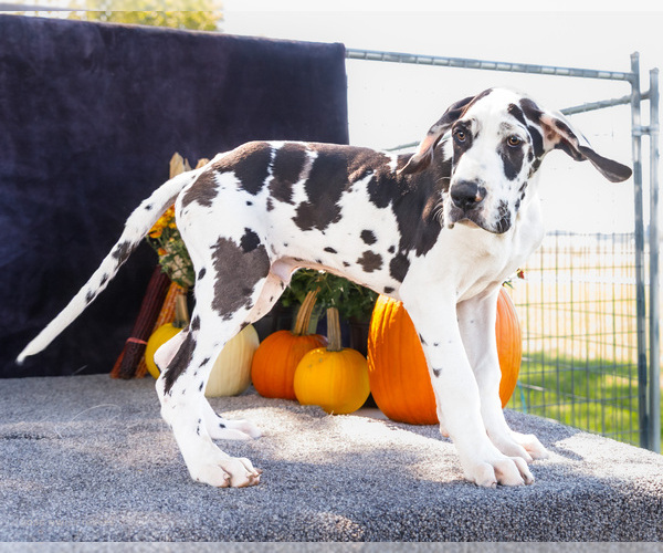 Medium Photo #5 Great Dane Puppy For Sale in WAKARUSA, IN, USA