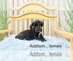 Small Photo #12 Great Dane Puppy For Sale in BIG CANOE, GA, USA