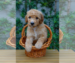 Puppy Black Collar Goldendoodle