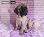 Small #2 Cane Corso