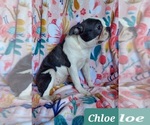 Small Photo #3 Boston Terrier Puppy For Sale in POMEROY, OH, USA