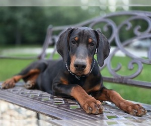 Medium Doberman Pinscher