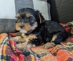 Puppy Hunter Yorkshire Terrier